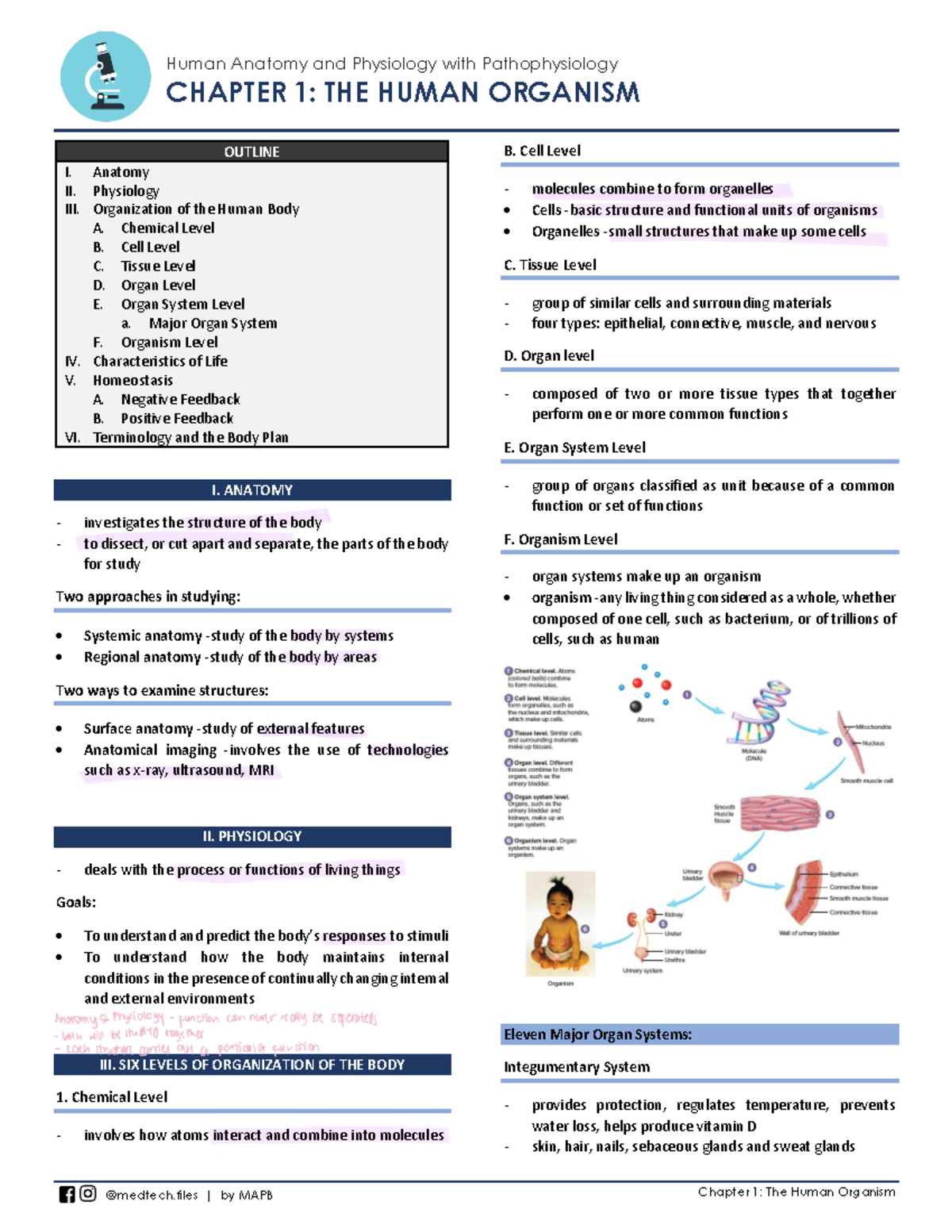 Human Anatomy and Physiology with Pathophysiology: Chapter 1 Overview ...