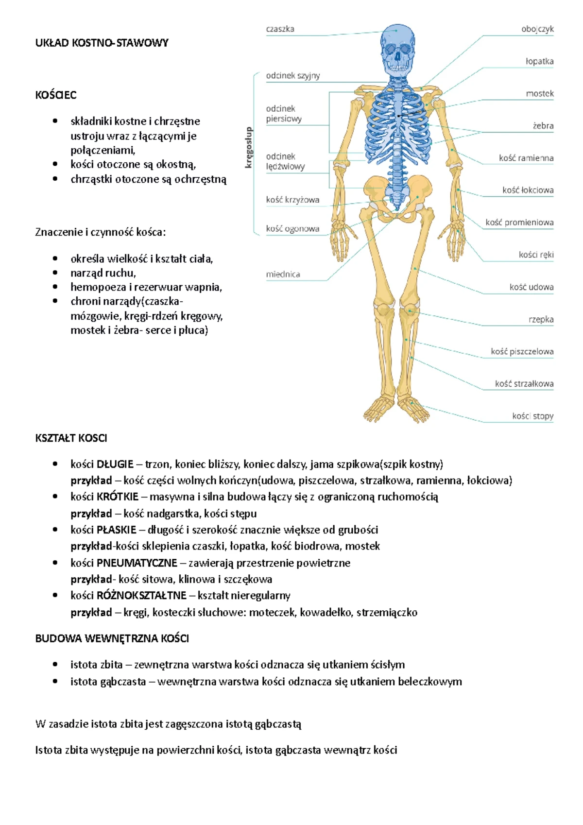 Anatomia - Układ Kostny i Jego Kluczowe Funkcje w Organizmie - Studocu