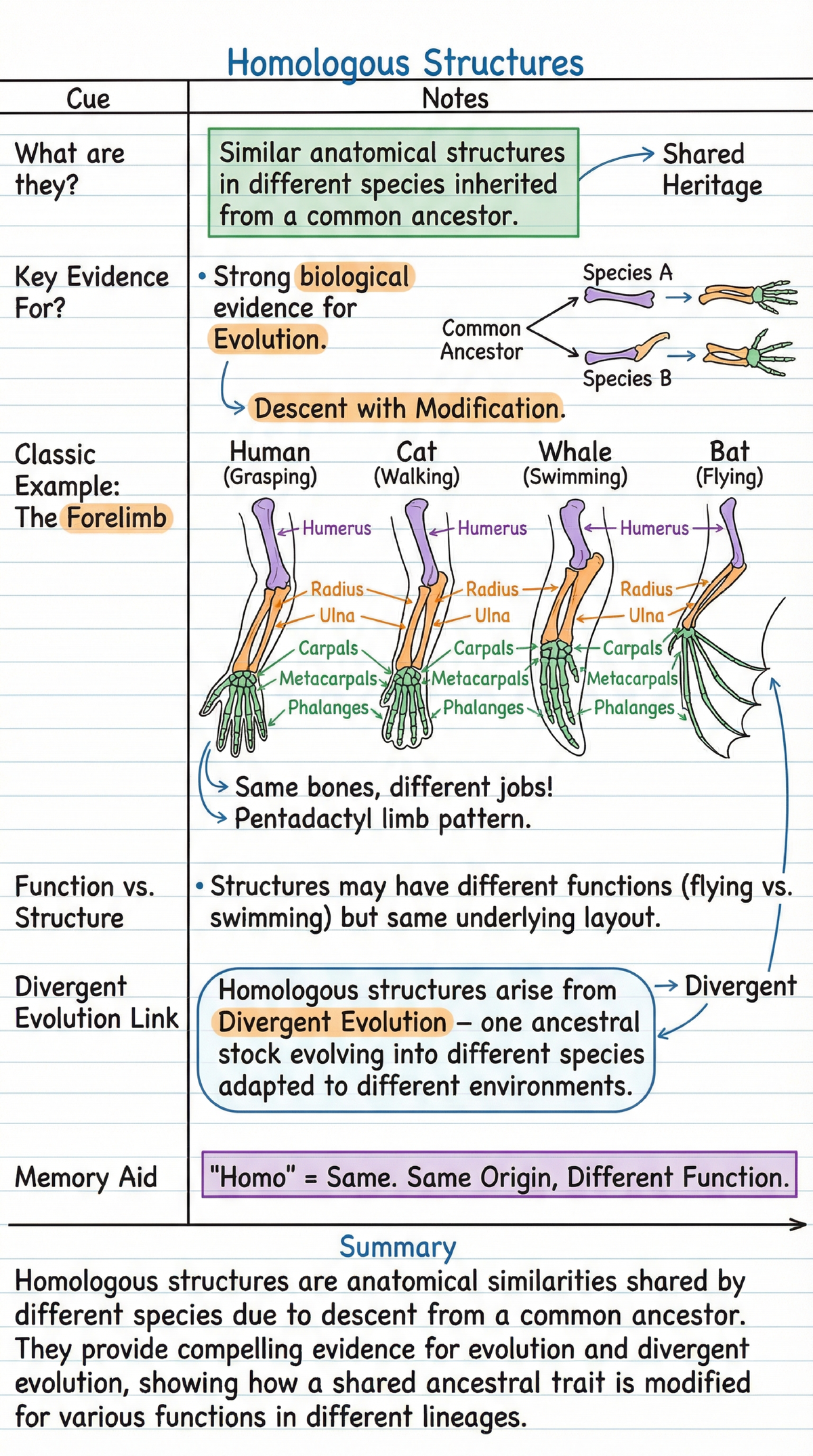 Evidence for Evolution: Homologous Structures Explained (Bio 101) - Studocu