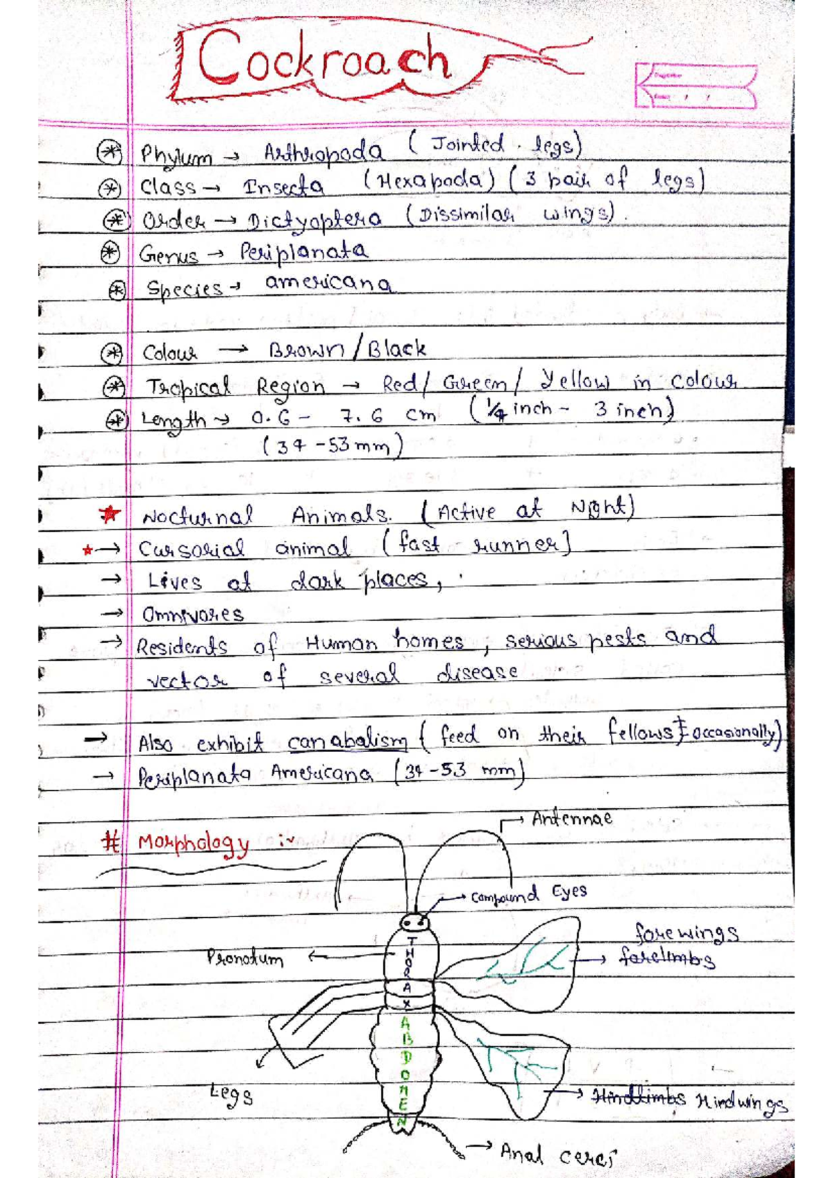 Cockroach Anatomy and Physiology Notes - Best Study Guide - Studocu