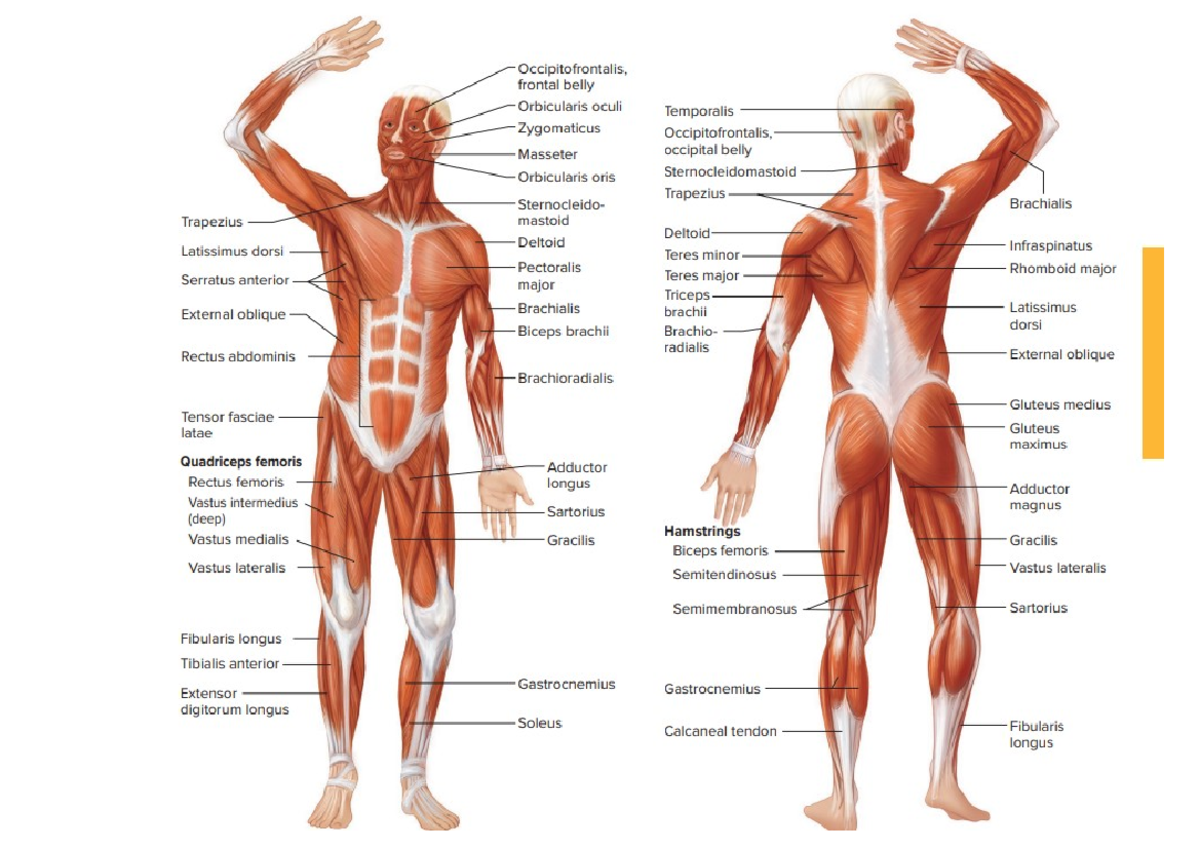 Anatomy of Muscles: Visual Guide and Pictures - Studocu