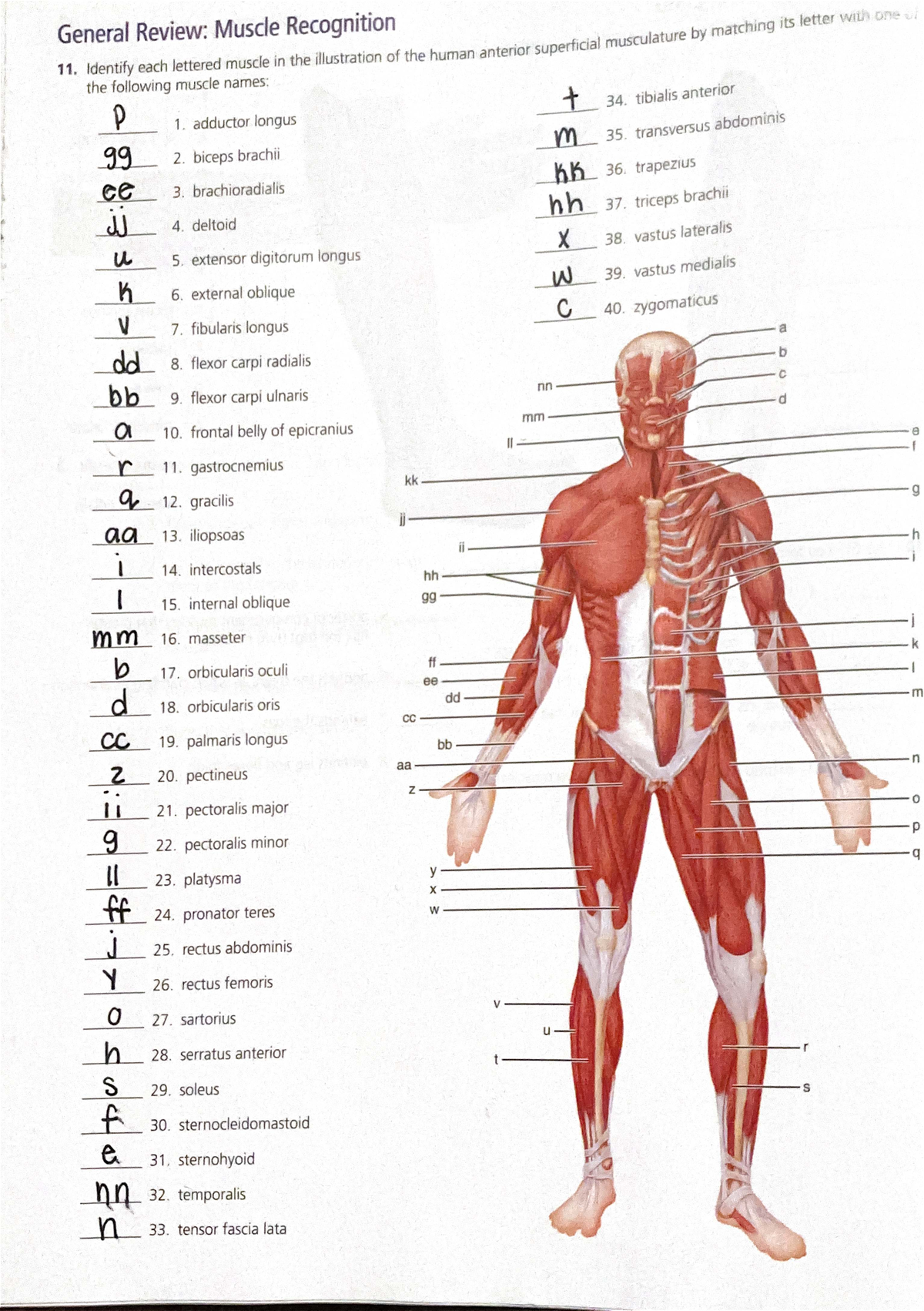 11. Muscle Identification Review: Anterior Superficial Musculature ...
