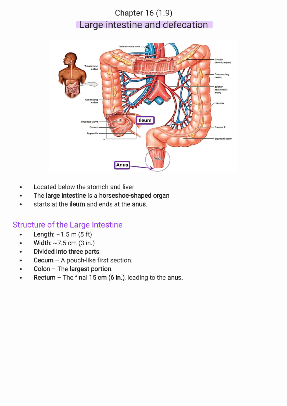Chapter 16: Large Intestine & Defecation Overview for BIO101 - Studocu