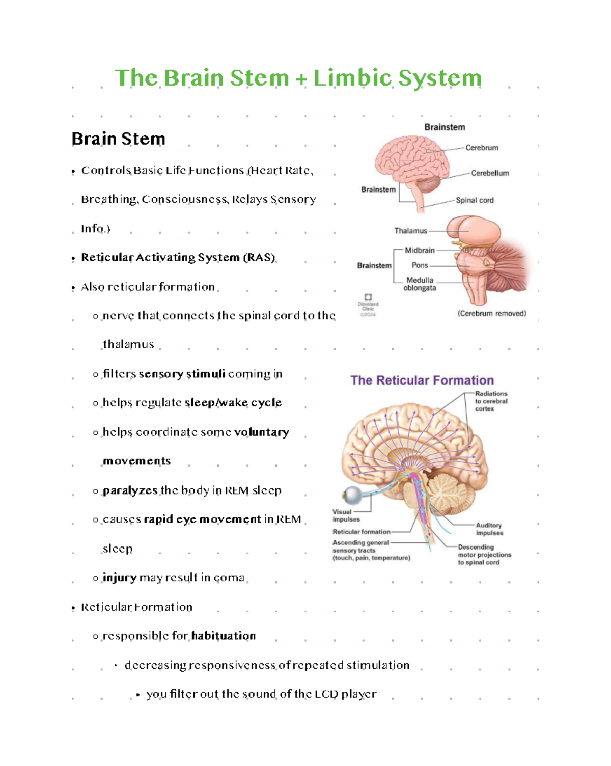 The Brain Stem & Limbic System: Functions & Case Studies - Studocu