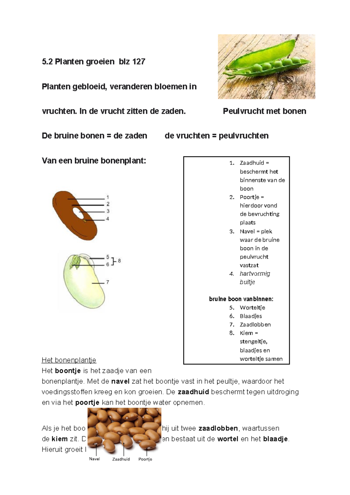 Biologie Hoofdstuk 5 - Samenvatting en Belangrijke Concepten - Studeersnel