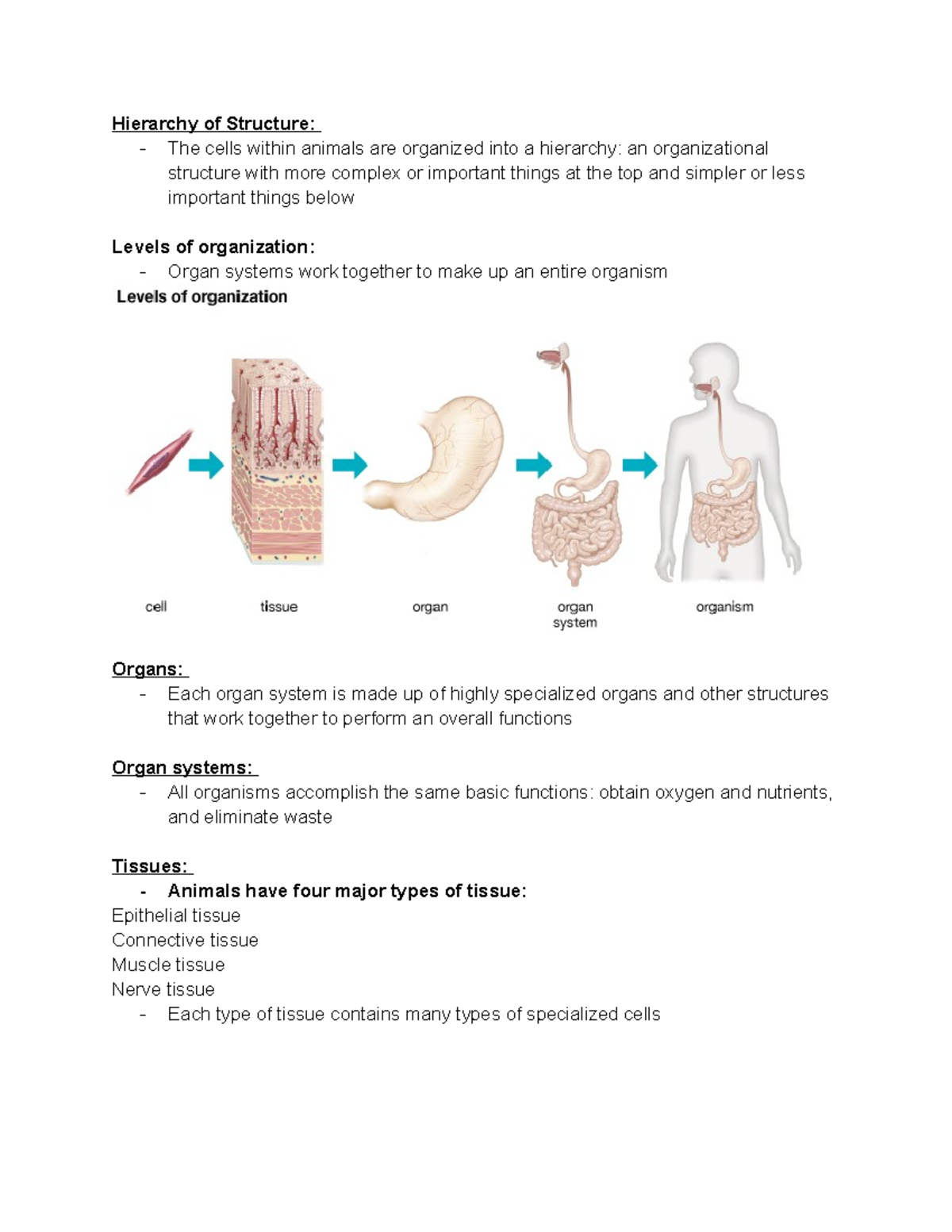 Levels of Organization in Complex Animals