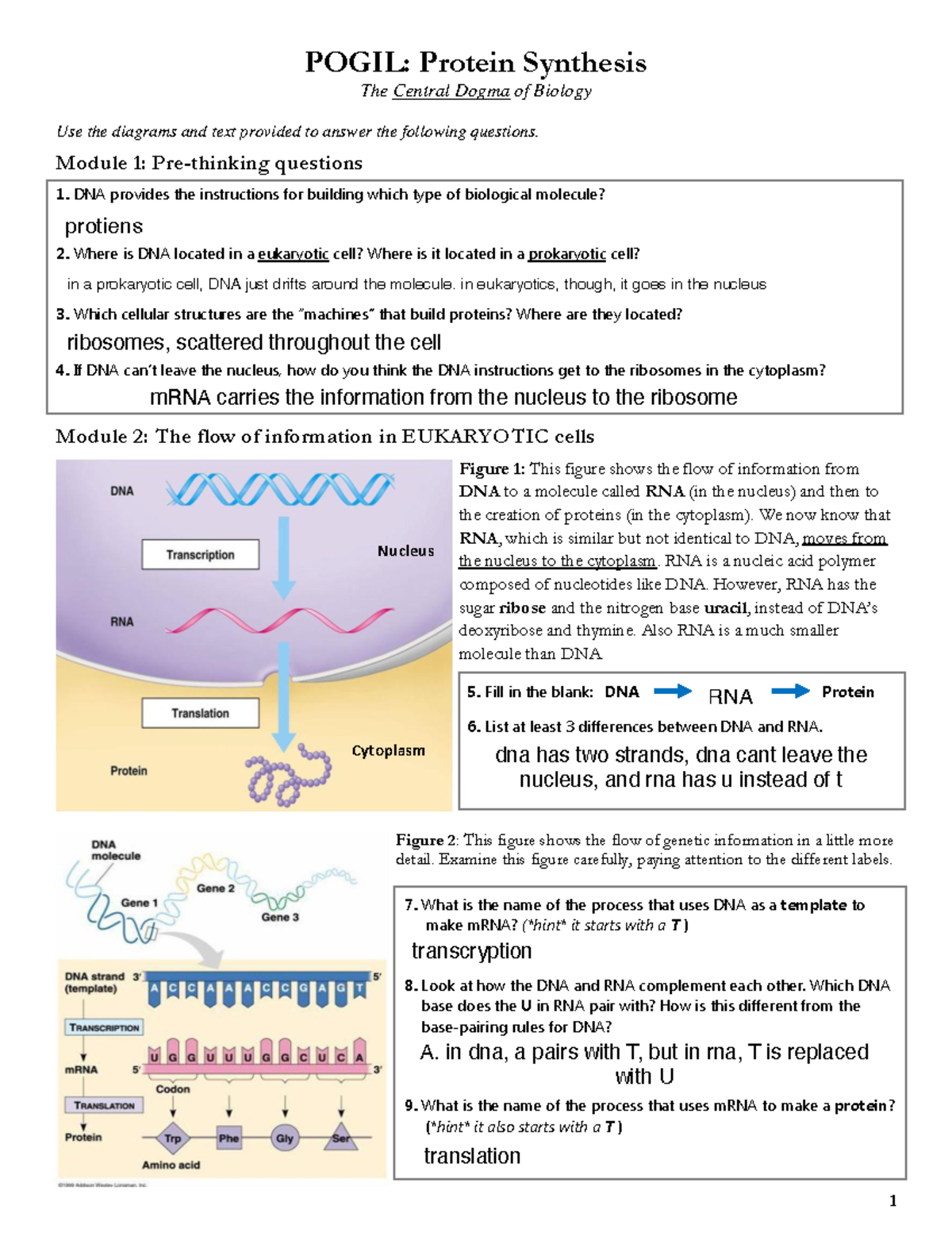POGIL: Protein Synthesis Overview & Key Concepts in Biology - Studocu
