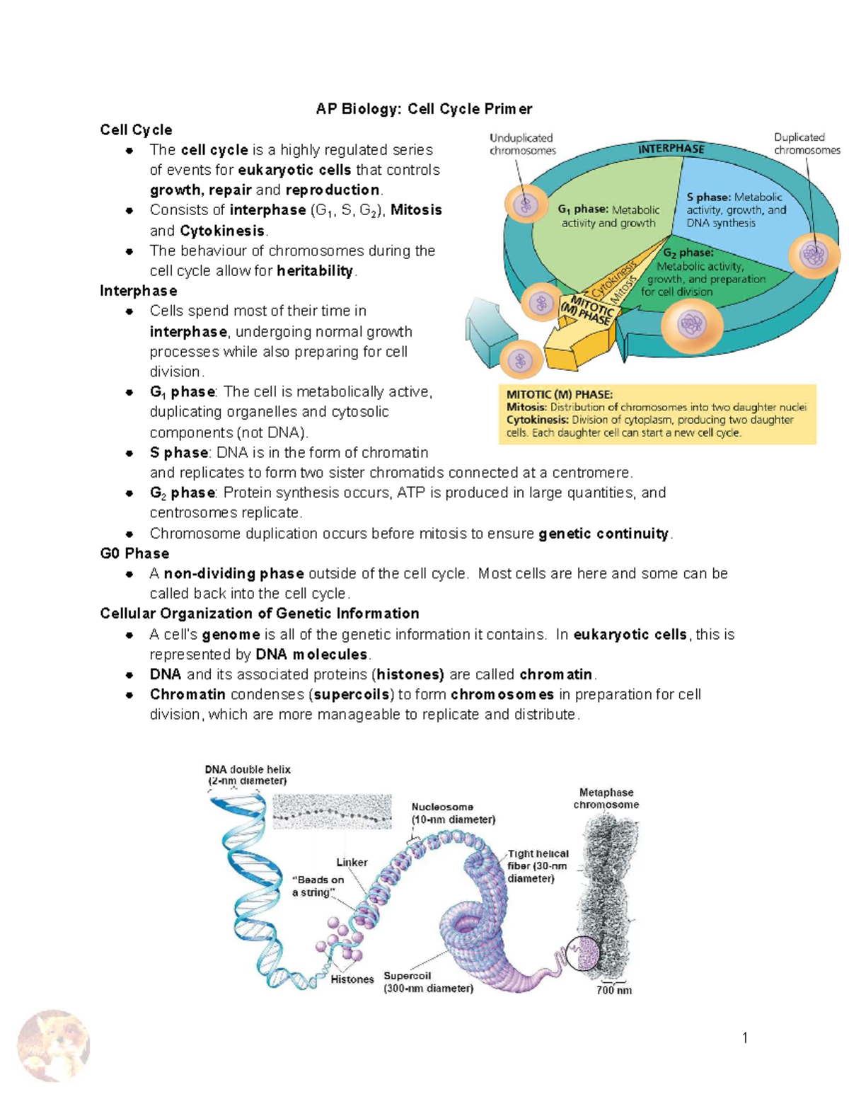 AP Biology: Cell Cycle Primer and Regulation Overview - Studocu