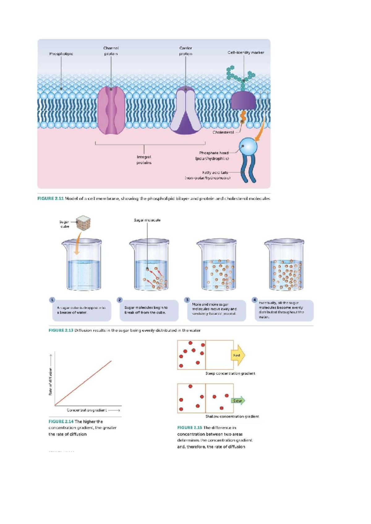 Biology 101: Diagrams of Cell Membrane & Enzyme Functions - Studocu