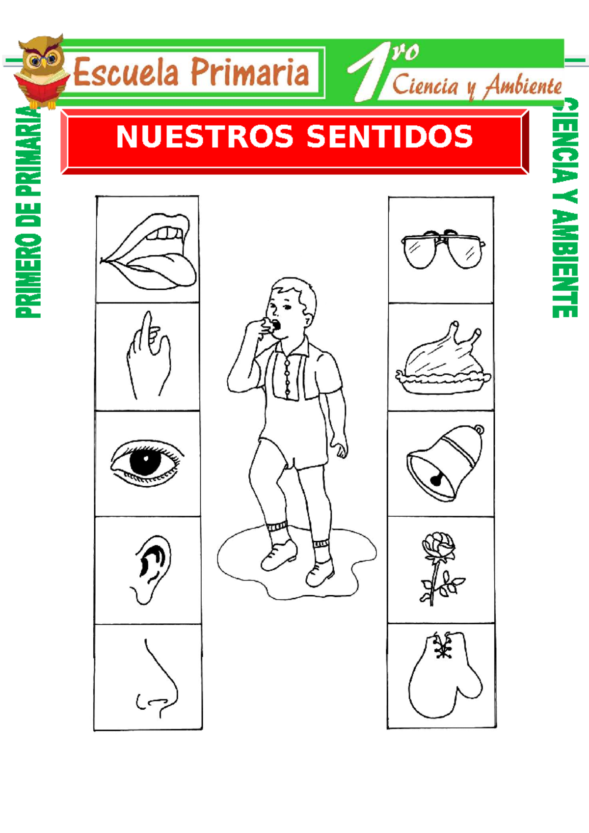 Nuestros Sentidos: Actividades para Primero de Primaria - Studeersnel