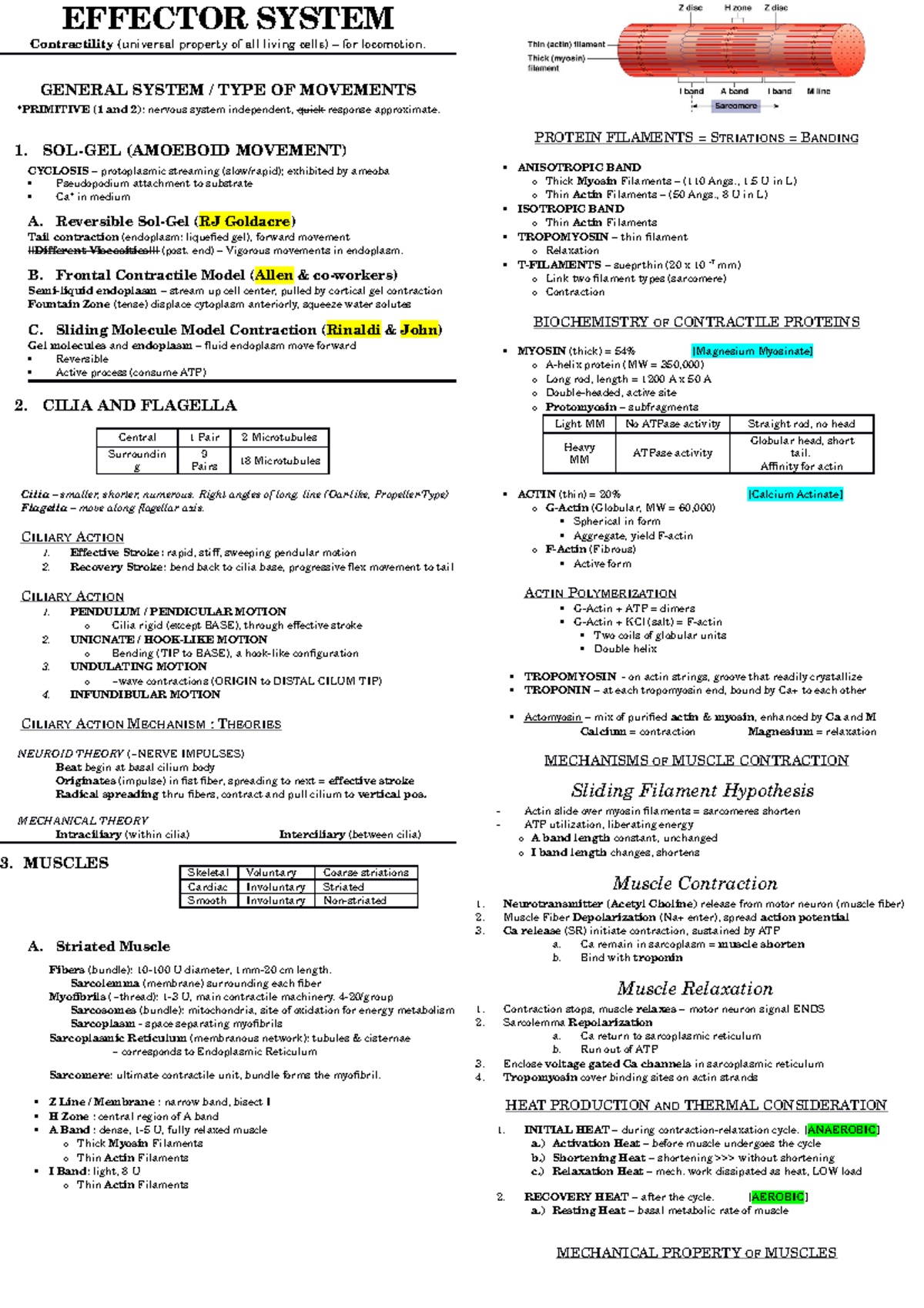 Effector System - EFFECTOR SYSTEM Contractility (universal property of ...