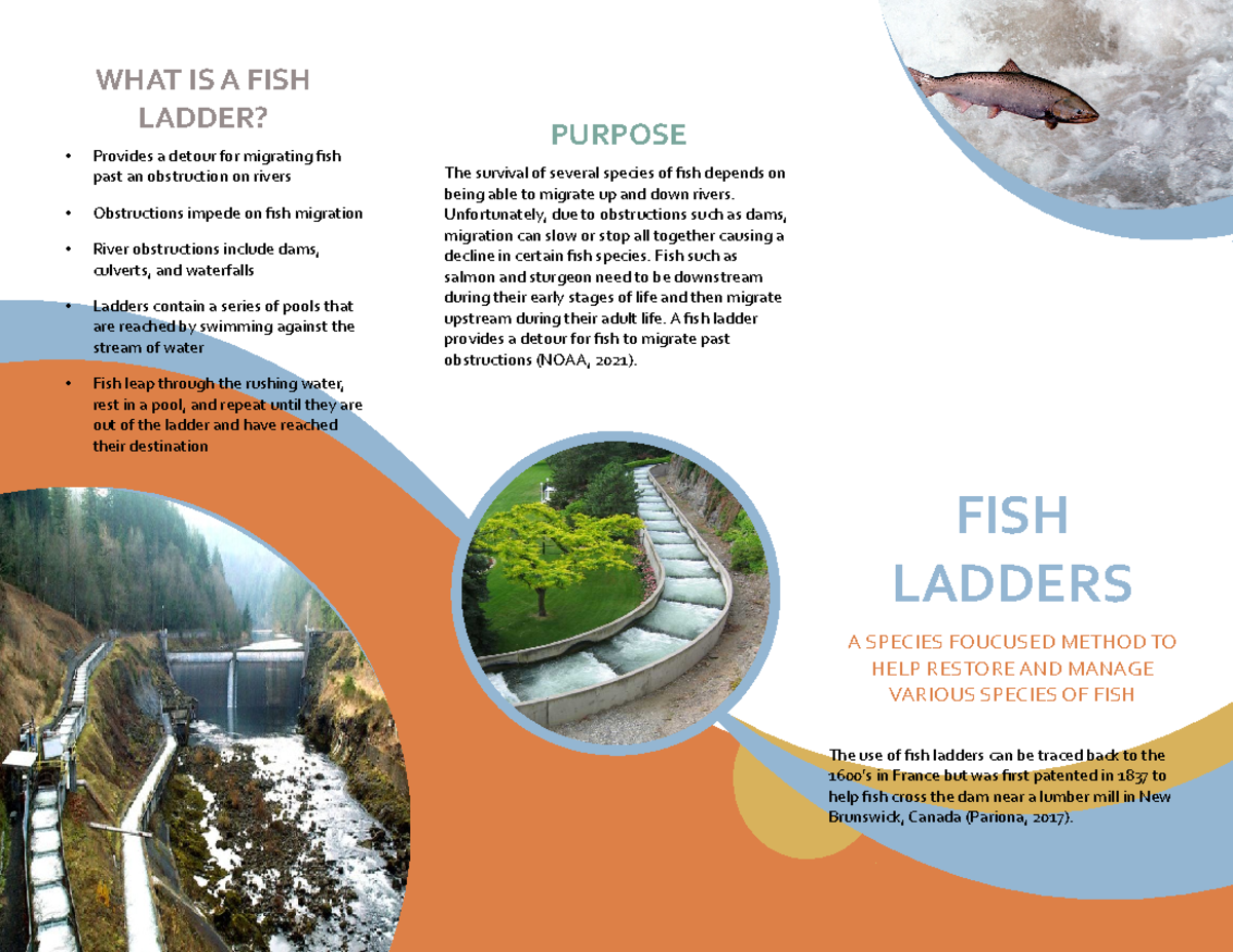 Fish Ladder Restoration: Promoting Fish Migration and Conservation ...