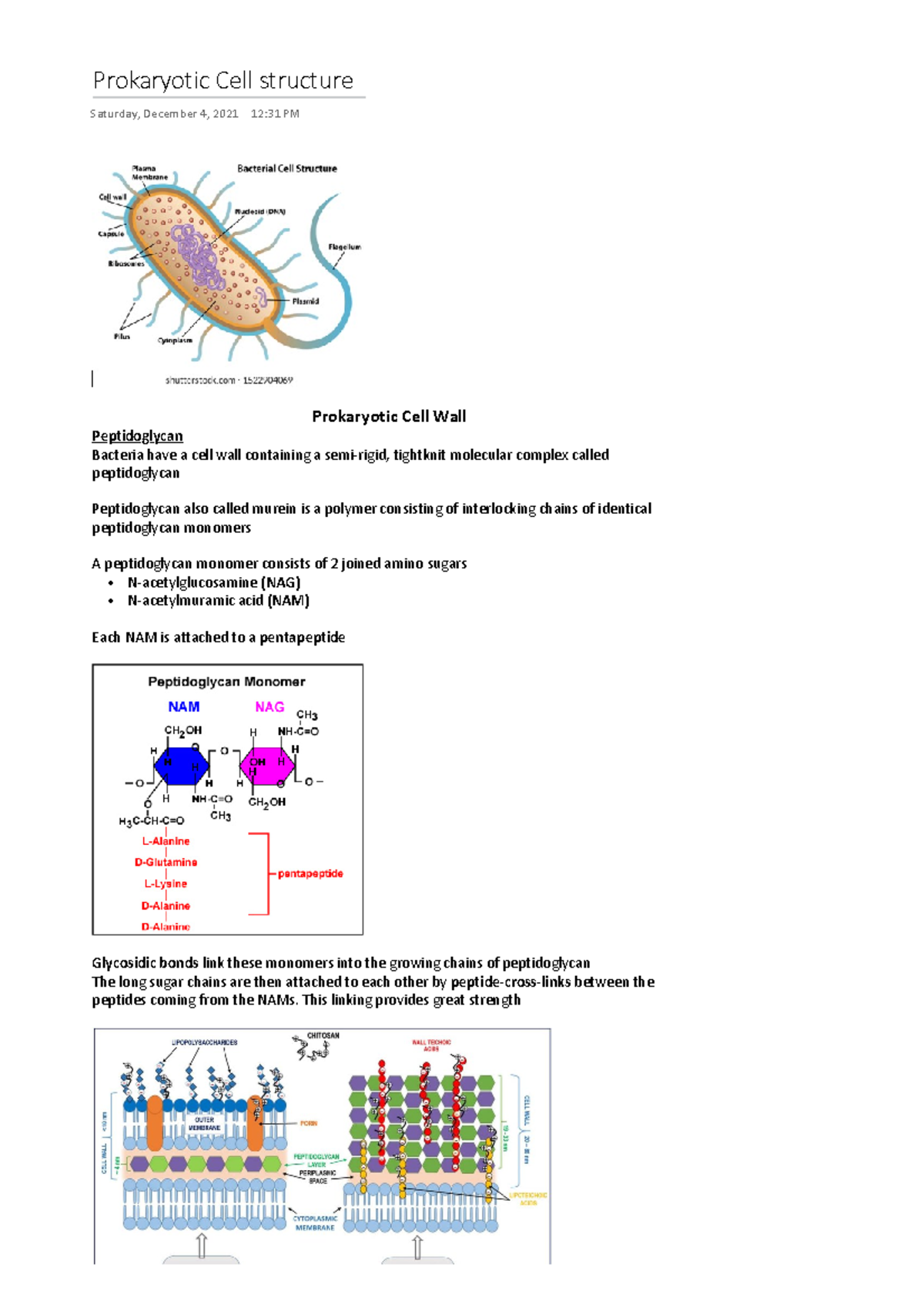 Prokaryotic Cells Structure Notes (BIO 101) - Studocu