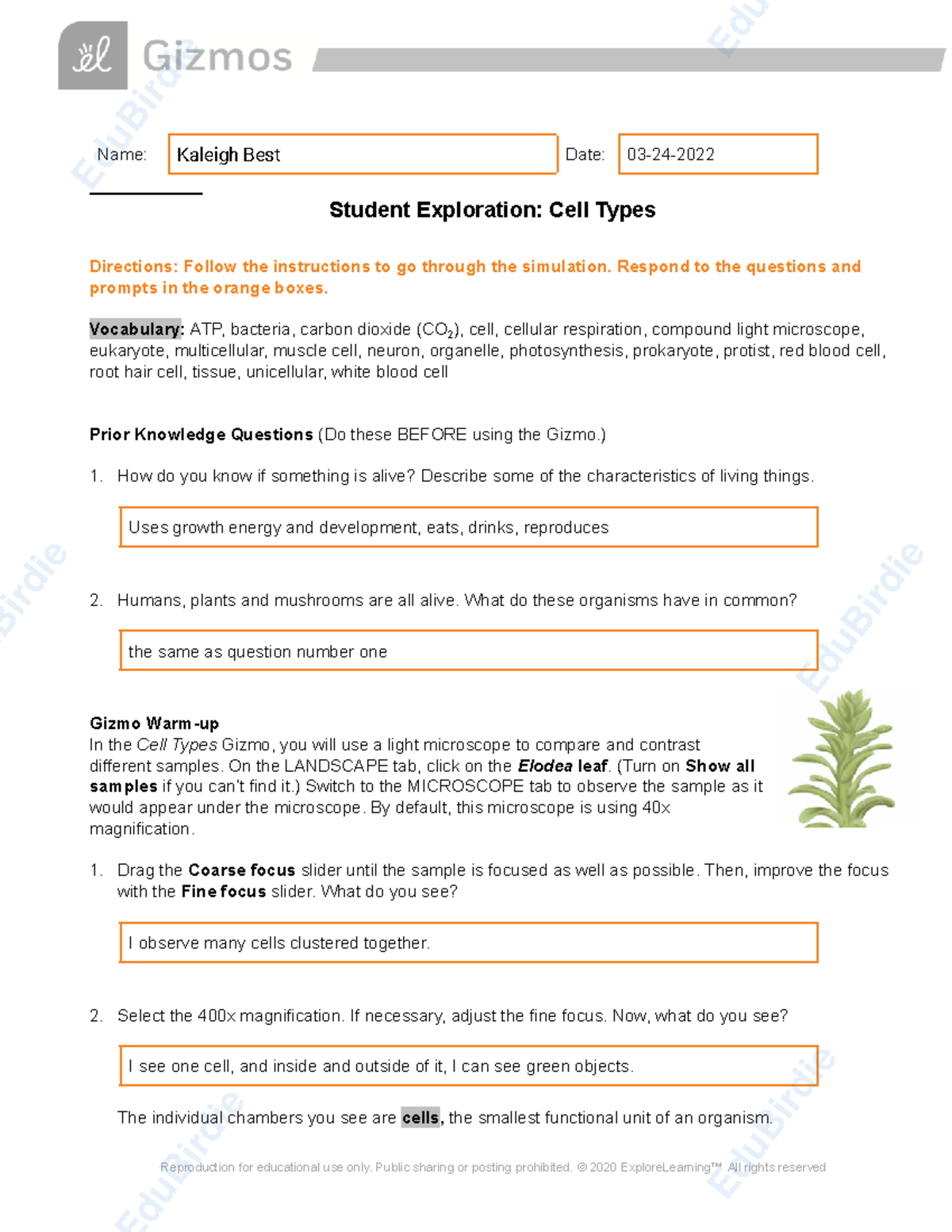 Cell Types Exploration: Gizmo Activity 75102 Answer Key - Studocu