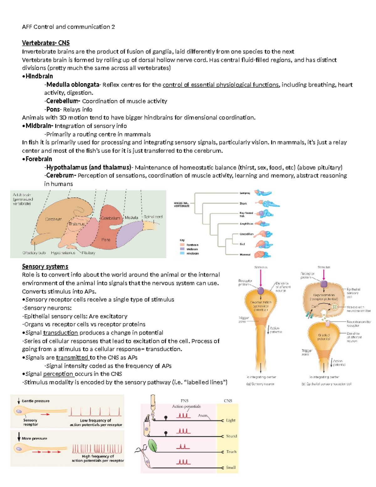 AFF Control and Communication 2: Invertebrate and Vertebrate Brain ...