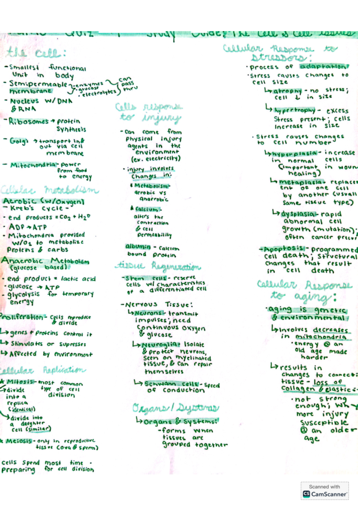 Patho 101 Final Exam Study Guide: Cellular Responses and Adaptations ...