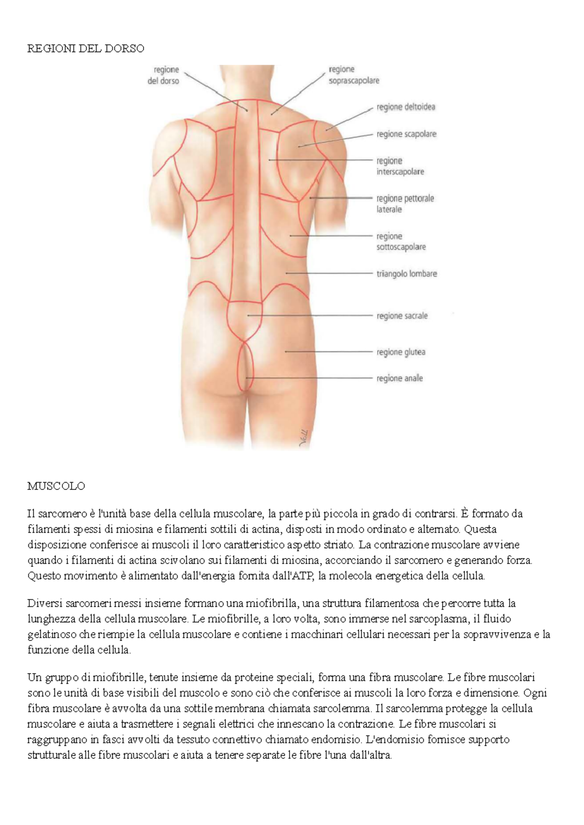 Lezioni di Anatomia: Muscoli del Dorso e Torso - Studocu