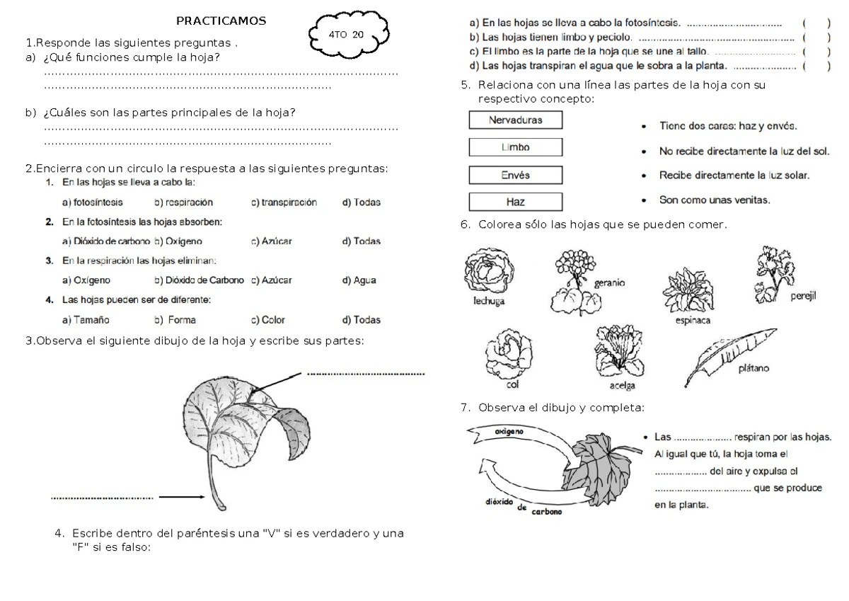 Reino Monera: Bacterias Benéficas y Dañinas Explicadas - Studocu