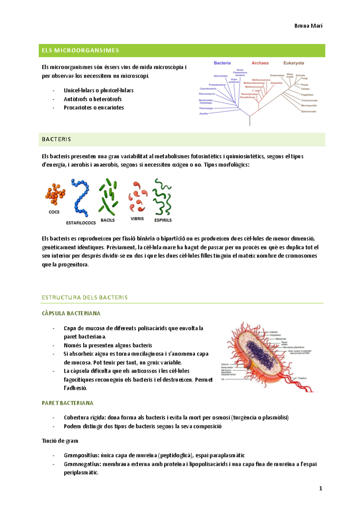 Apunts Microbiologia: Microorganismes i Bacteris Detallats - Studocu
