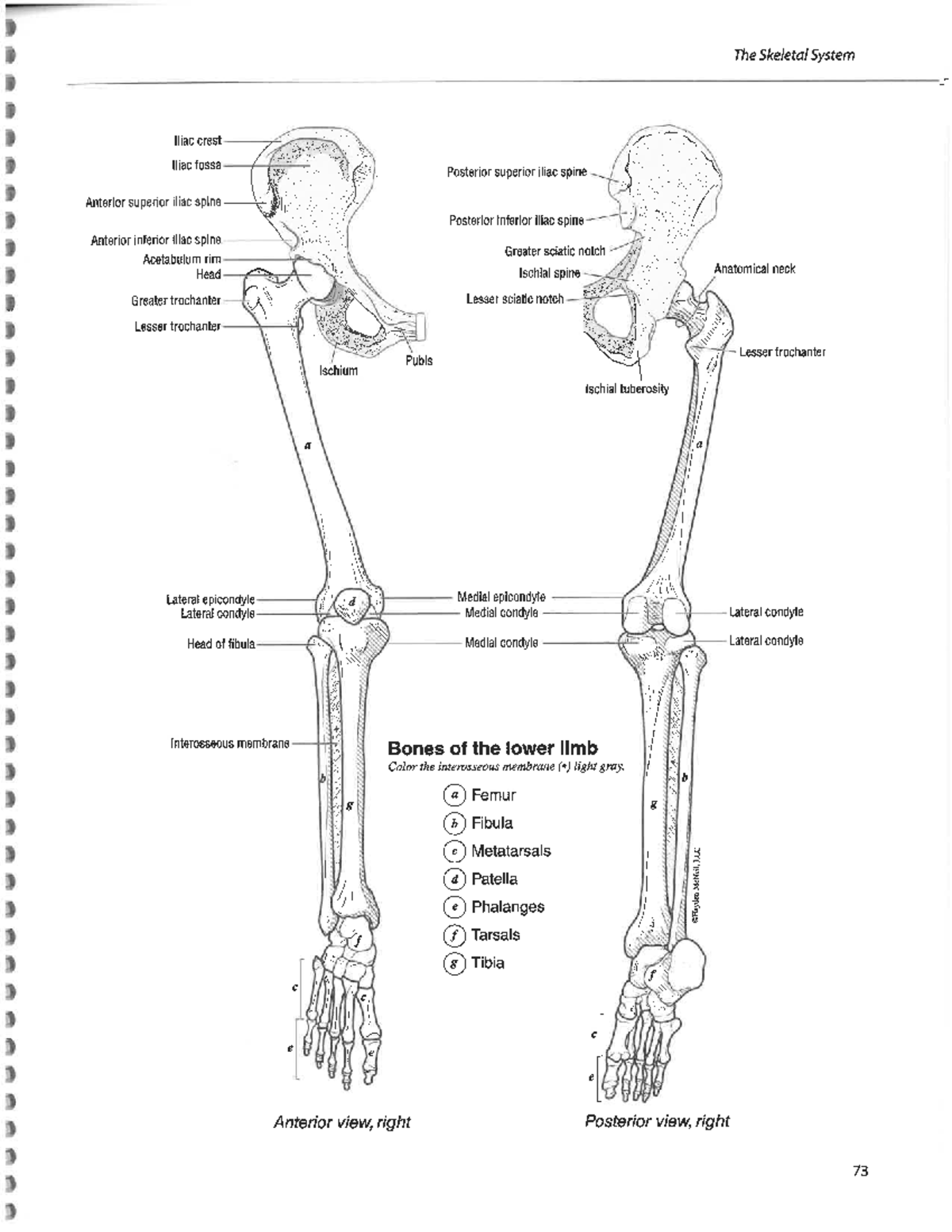 Lower Limb Anatomy And Physiology
