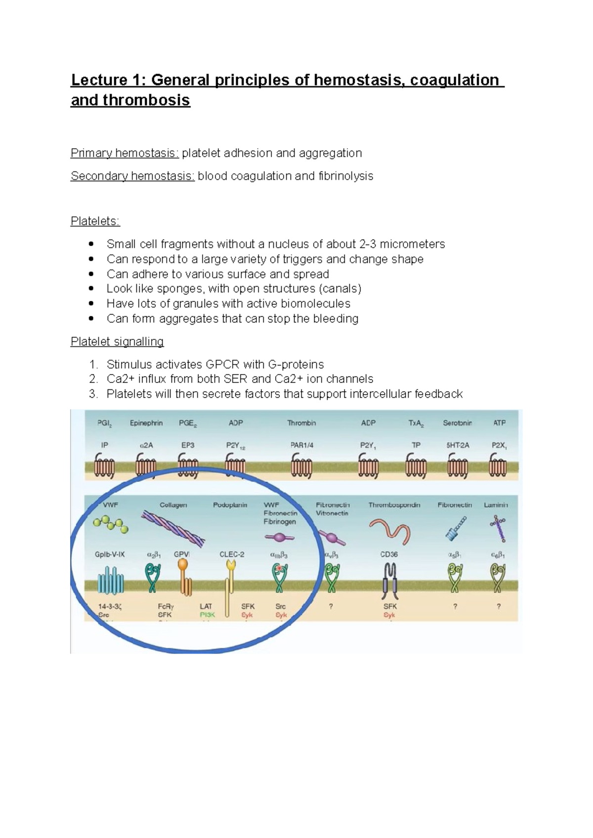 BBS2001 - Lecture Notes on Hemostasis, Coagulation & Thrombosis ...
