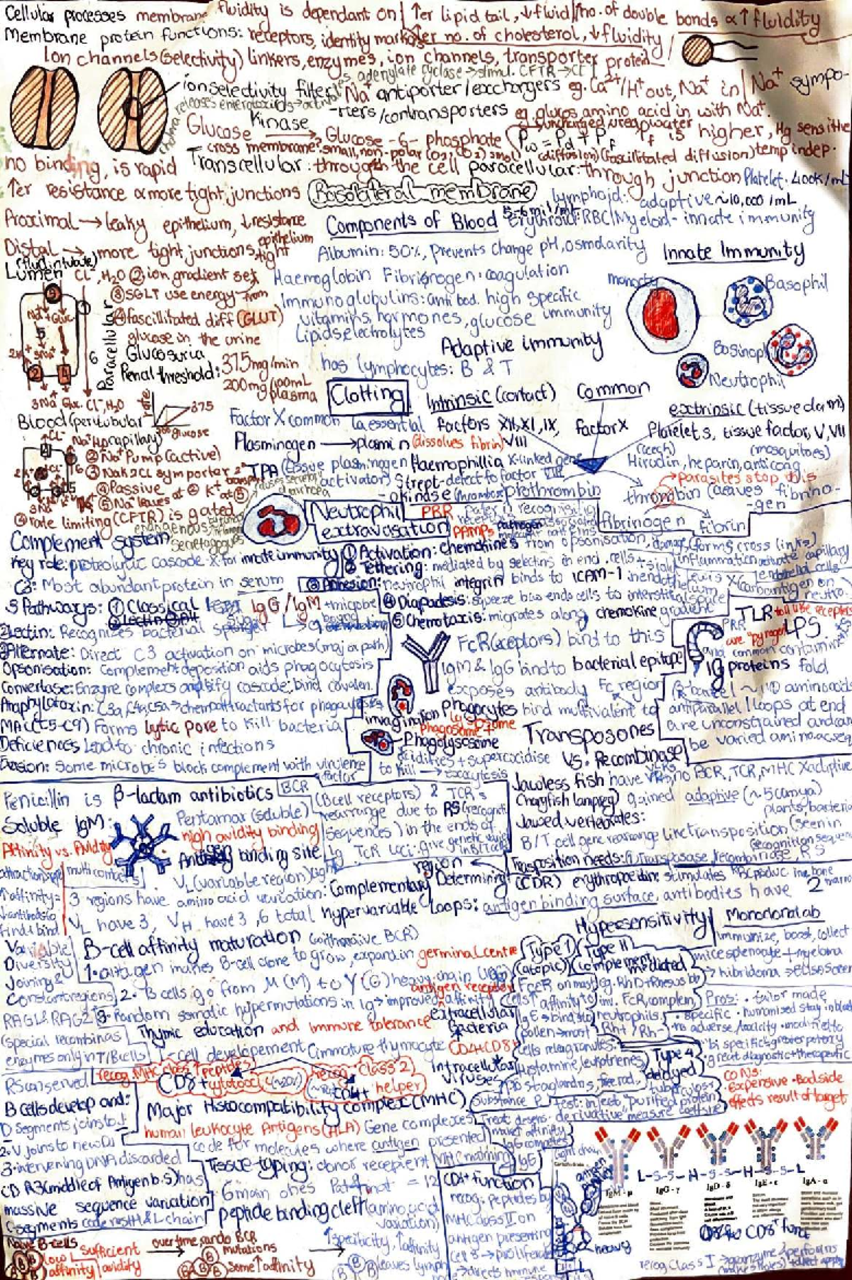 Biosci 101 Final Exam Cheat Sheet: Membrane Fluidity & Immunity ...