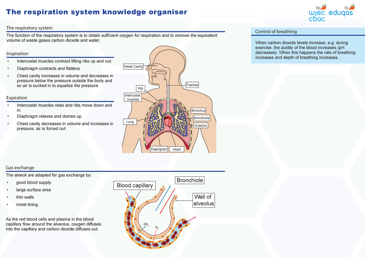 Respiratory System Knowledge Organizer: Key Functions & Processes - Studocu