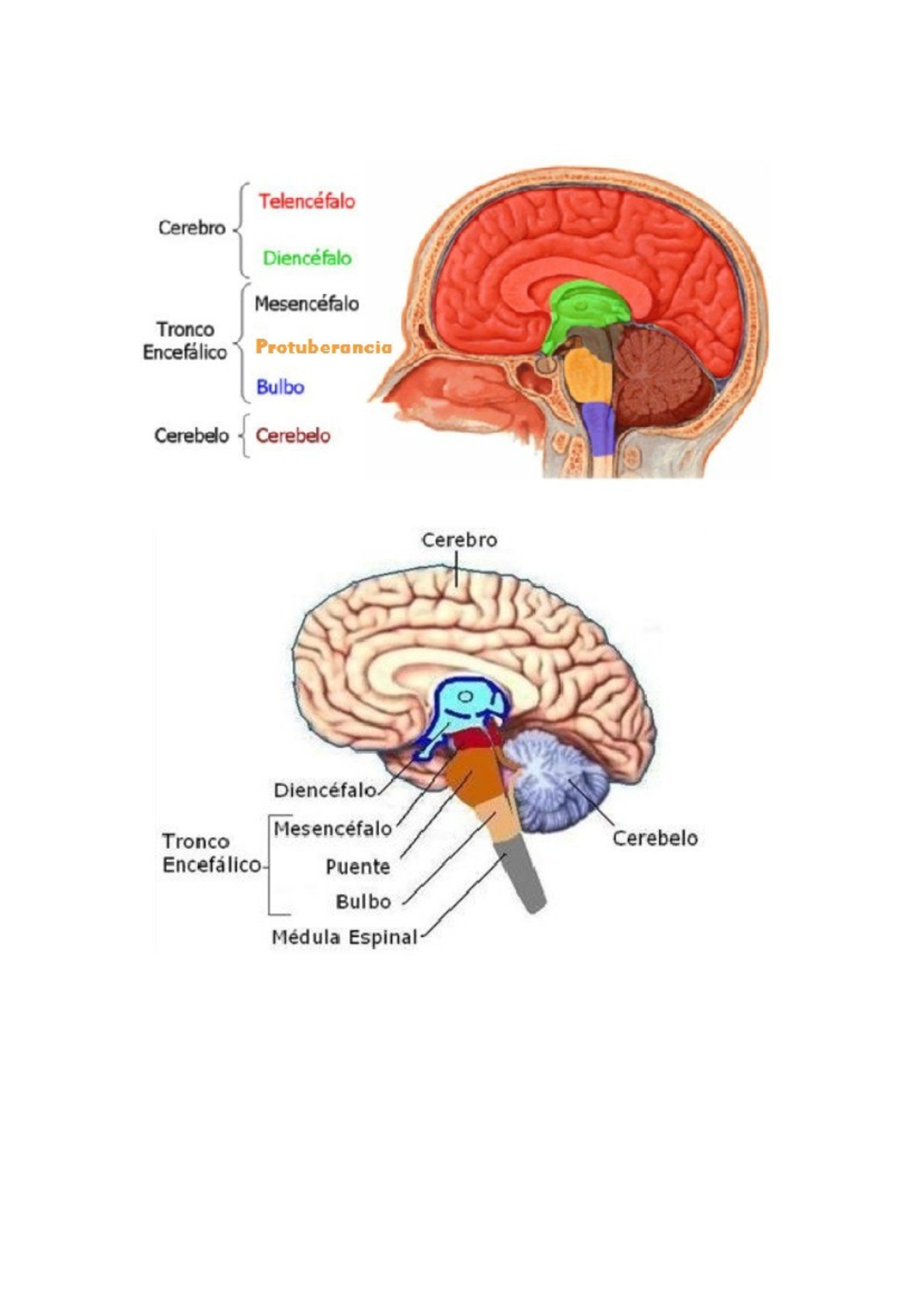 SNC y SNP- imágenes y esquema simple - NEOCORTEX=RACIONAL PALEOCORTEX ...