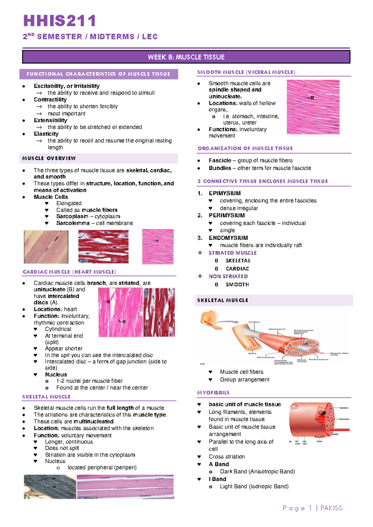 Muscle Tissue Overview - 2nd Semester Midterm Lecture Notes - Studocu
