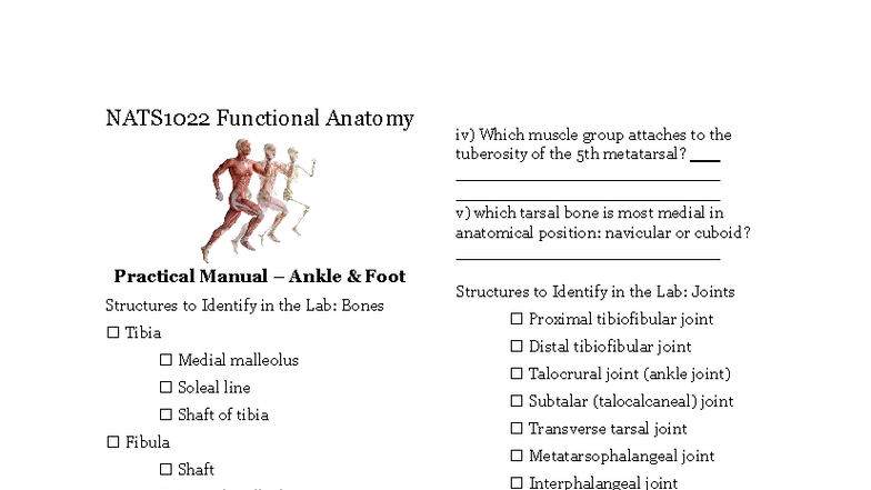 NATS1022 Lab 3 - Functional Anatomy of Ankle and Foot Structures - Studocu