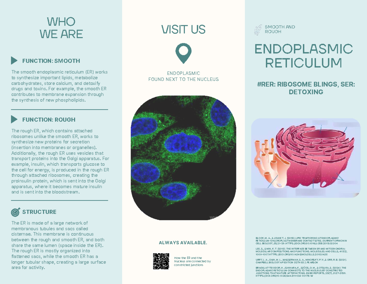 Endoplasmic Reticulum Functions: Smooth & Rough Overview - Studocu