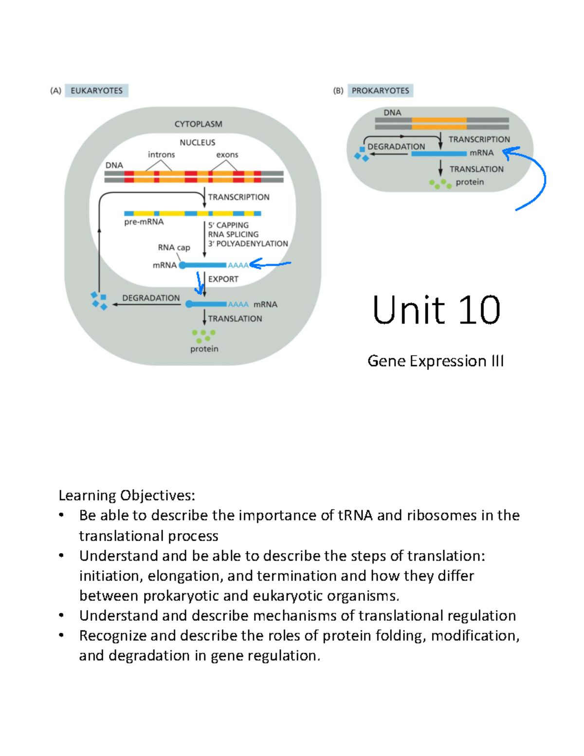 Gene Expression III: Translation Process in Prokaryotes and Eukaryotes ...