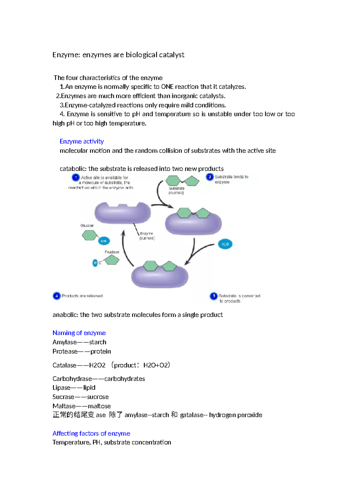 组织胚胎学重点知识整理与分析- Studocu, image size:1200x1696