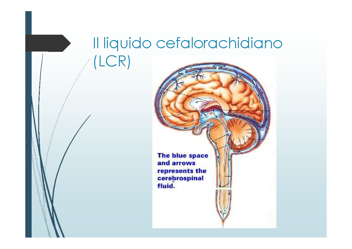 liquido cefalorachidiano e liquido cerebrospinale Esame del liquido cerebrospinale