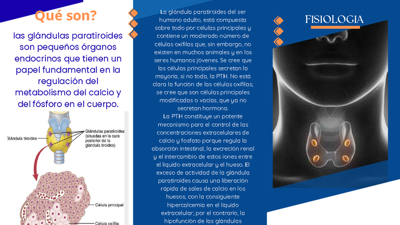 FISIOLOGIA PARATIROIDES: Brochure sobre Glándulas Paratiroides - Studocu