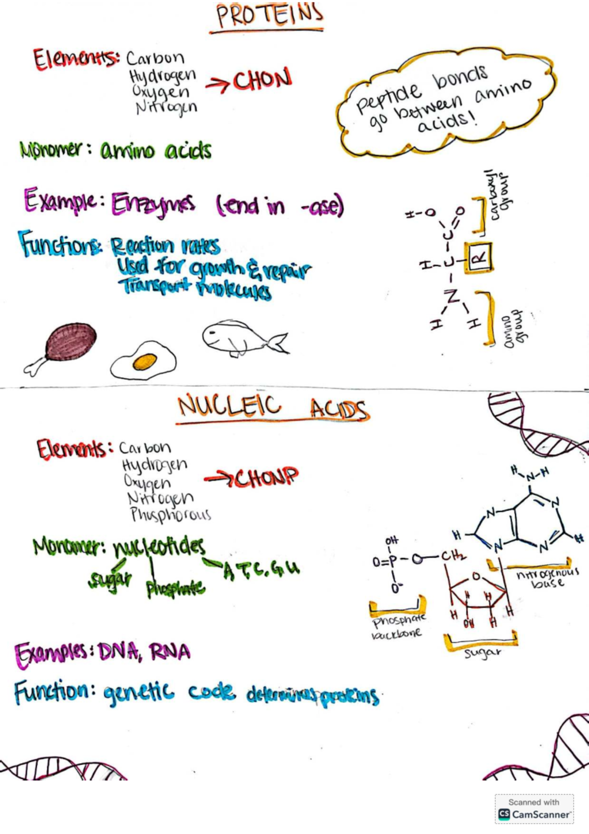 Final Exam Review Guide: Proteins & Nucleic Acids Overview - Studocu