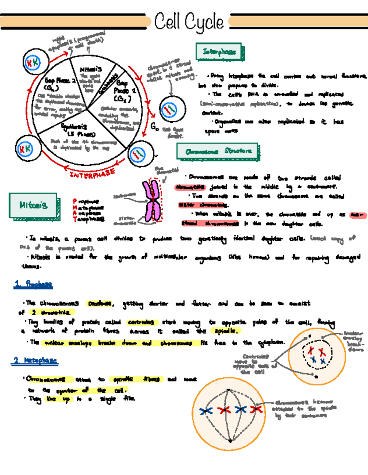 Cell Cycle - Fact Recall Notes - Studocu