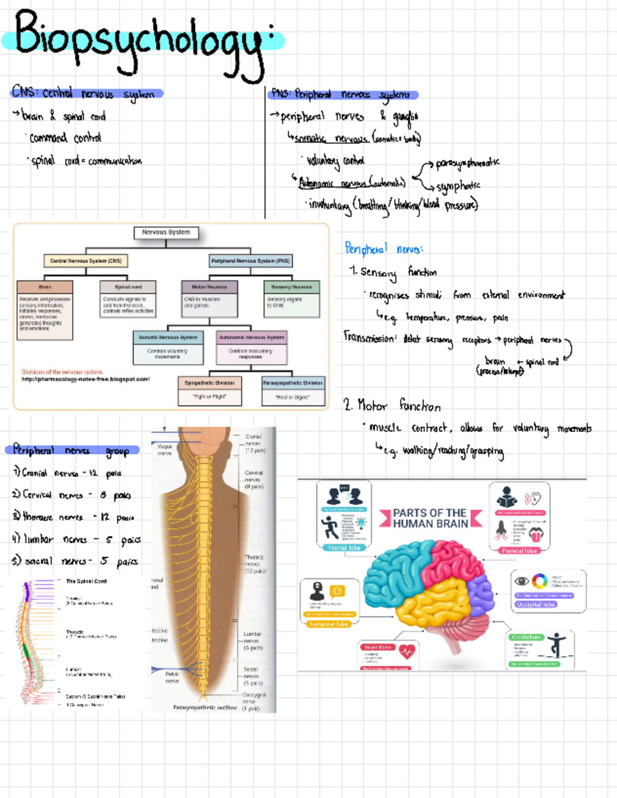 Biopsychology Revision Notes for Effective Exam Prep - Studocu
