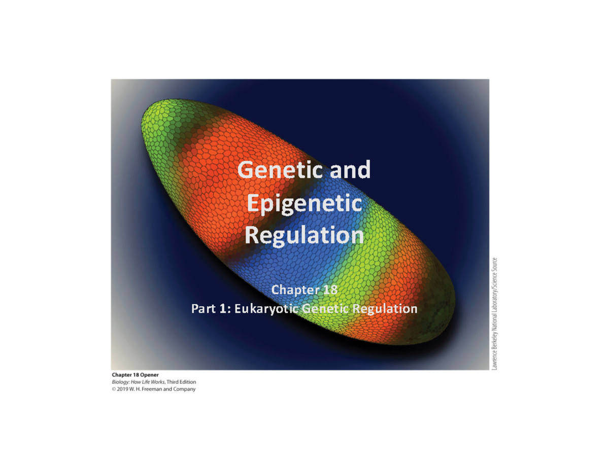 Genetic Regulation and Epigenetics - Chapter 18 Lecture Notes - Studocu