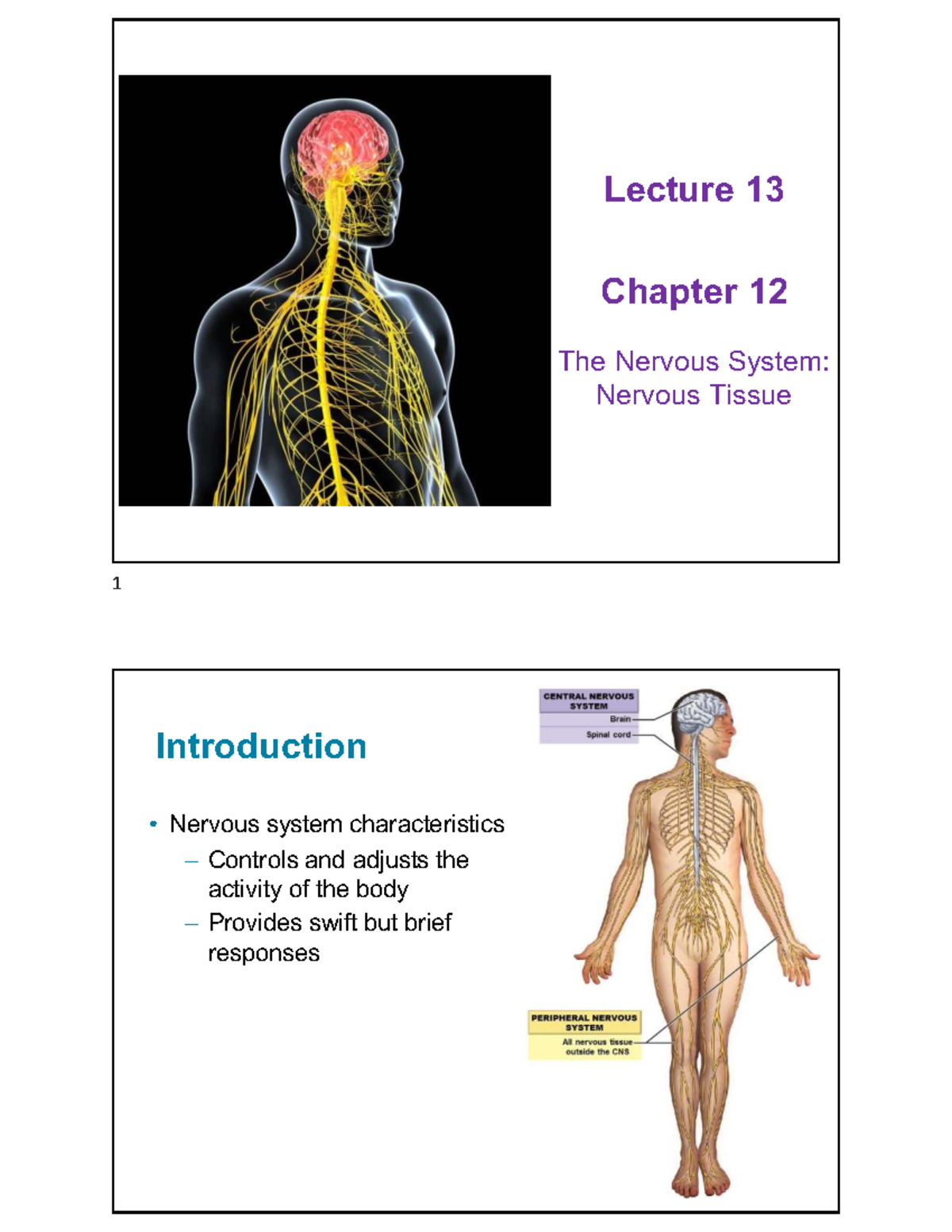 Lecture 13: Chapter 12 - The Nervous System and Nervous Tissue Notes ...