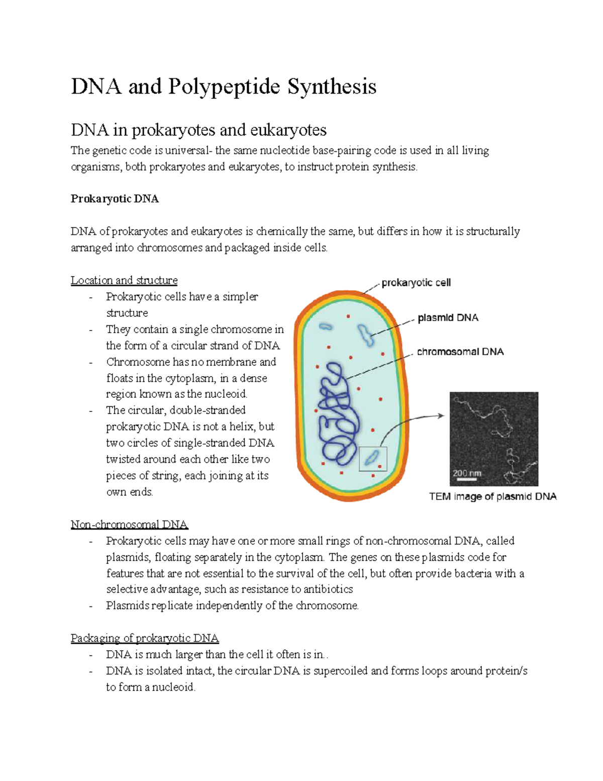 BIO 101: DNA and Polypeptide Synthesis Notes for Study - Studocu