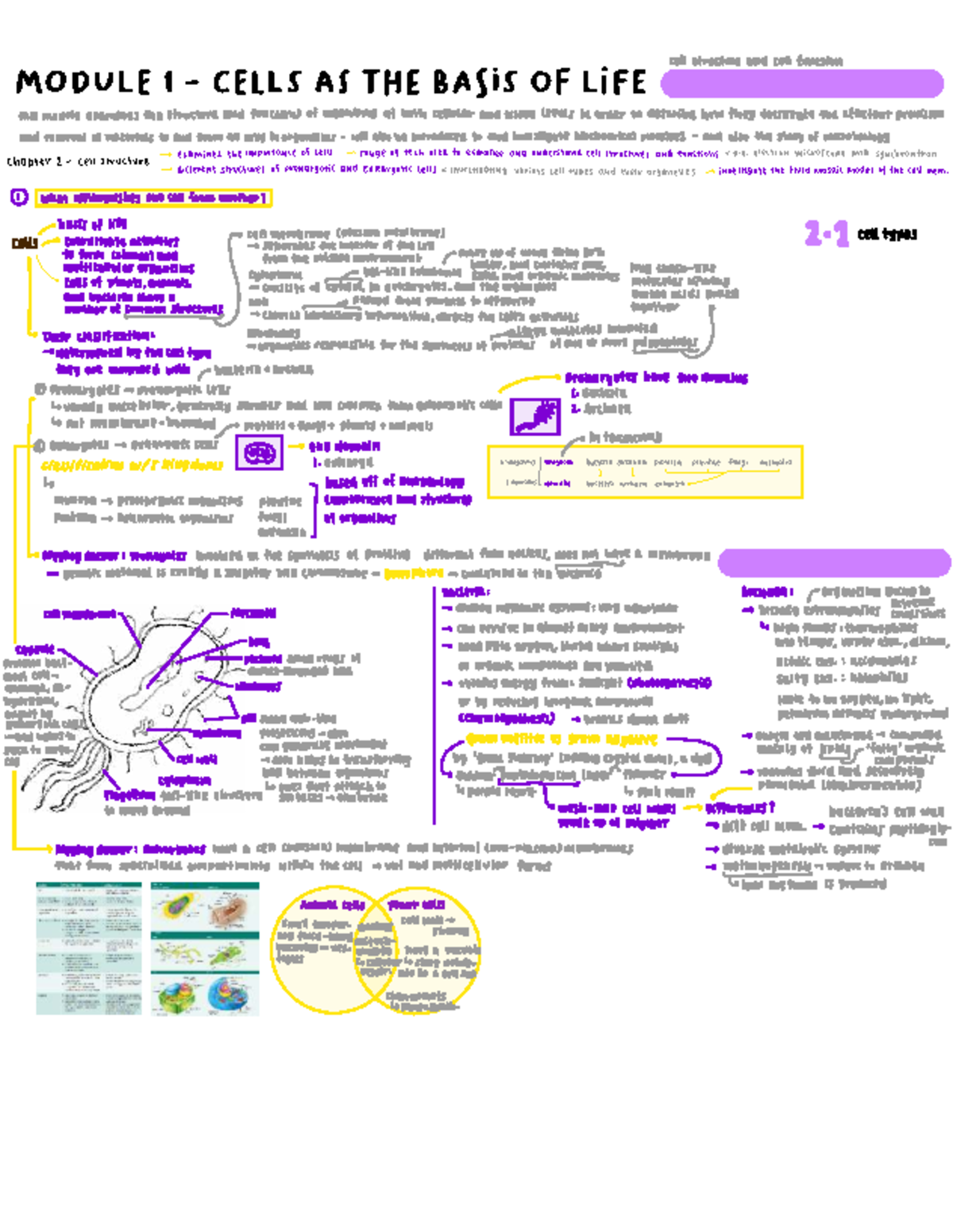 Cell Structure and Function: A Comprehensive Overview (BIO101) - Studocu