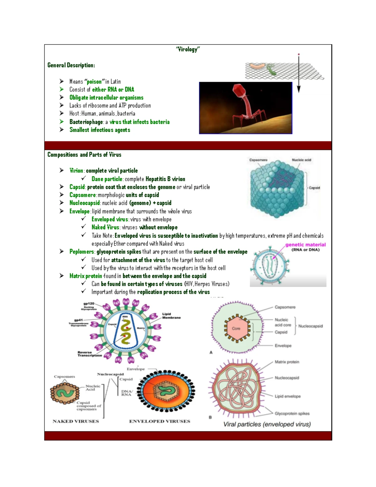 Tapeworms: Structural Features and Egg Morphology Analysis - Studocu