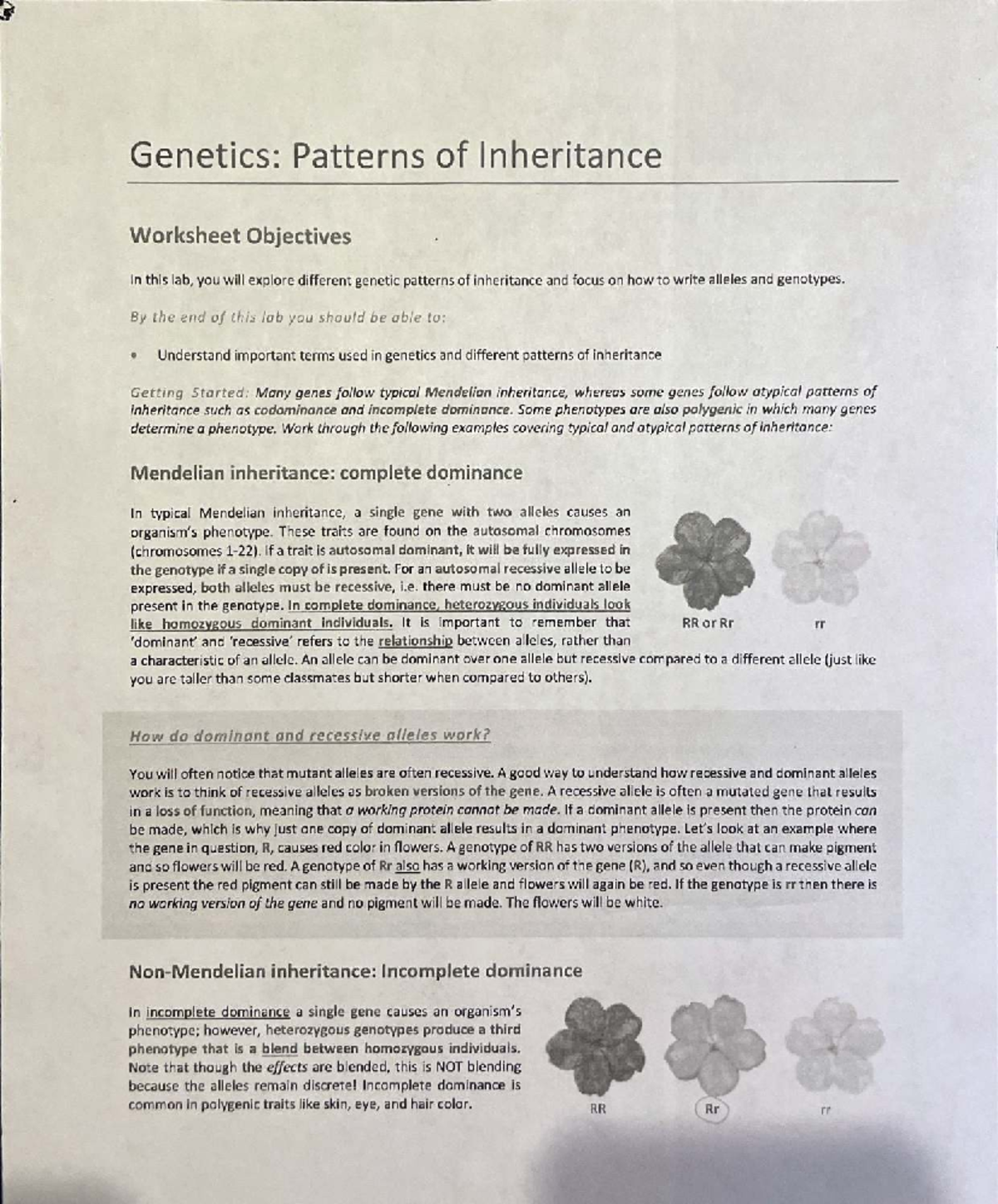 Genetics 101: Patterns of Inheritance Assignment Worksheet - Studocu