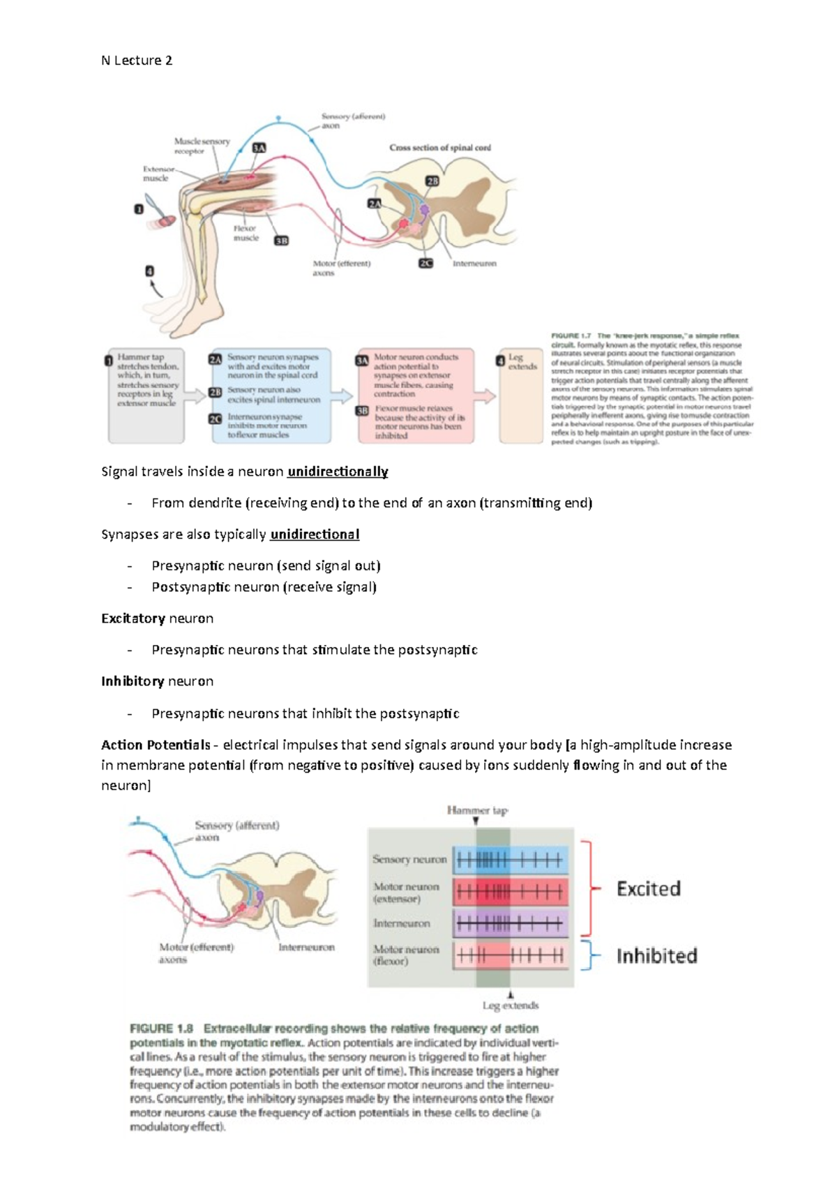 N Lecture 2: Signal Transmission and Action Potentials in Neurons - Studocu