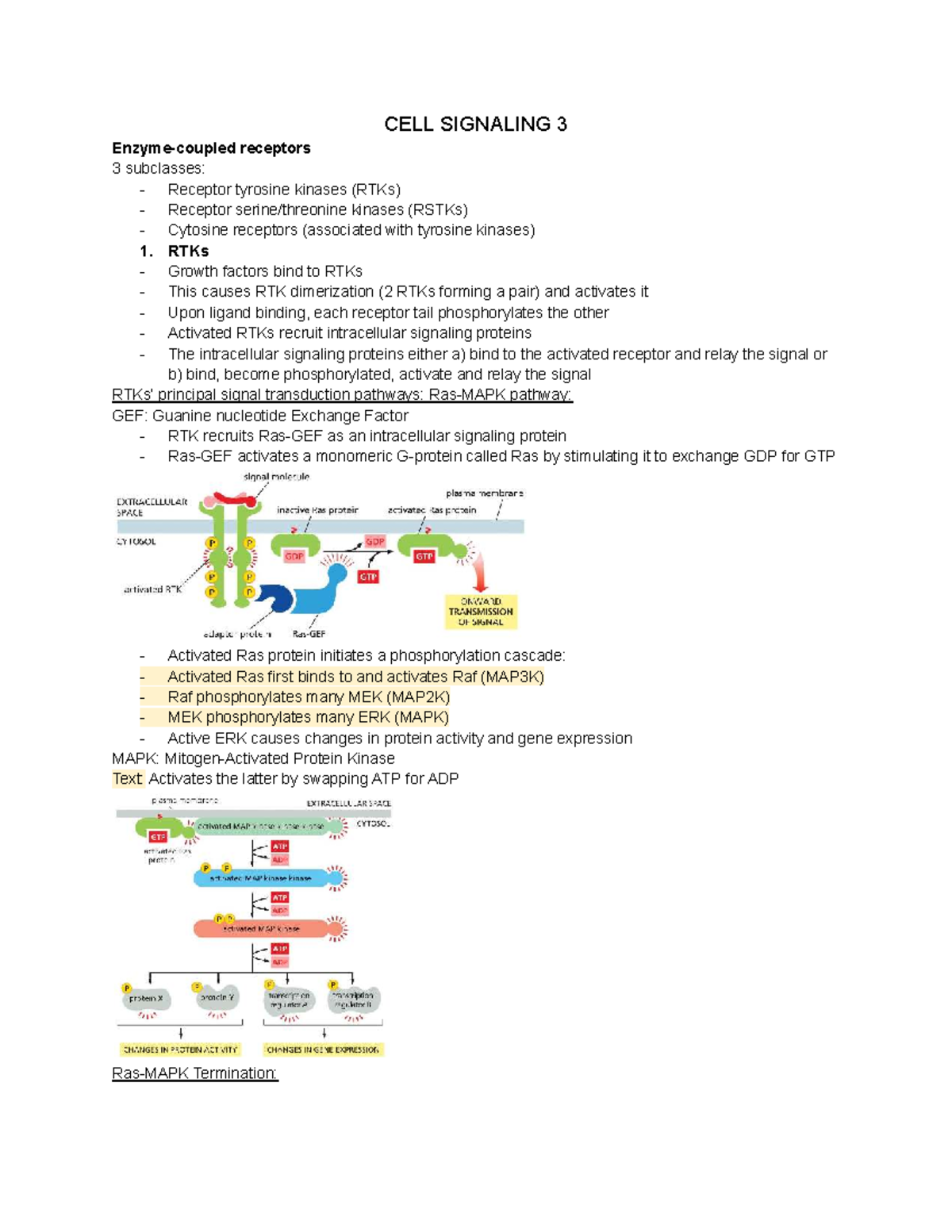 BIO1140 Final Exam: Cell Signaling 3 & Cytoskeleton Motility - Studocu