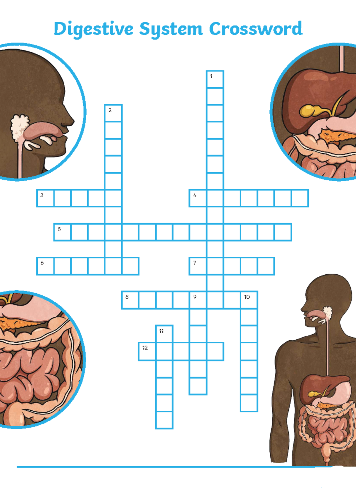Digestive System Crossword Puzzle - T-tp-1639566610 - Studocu