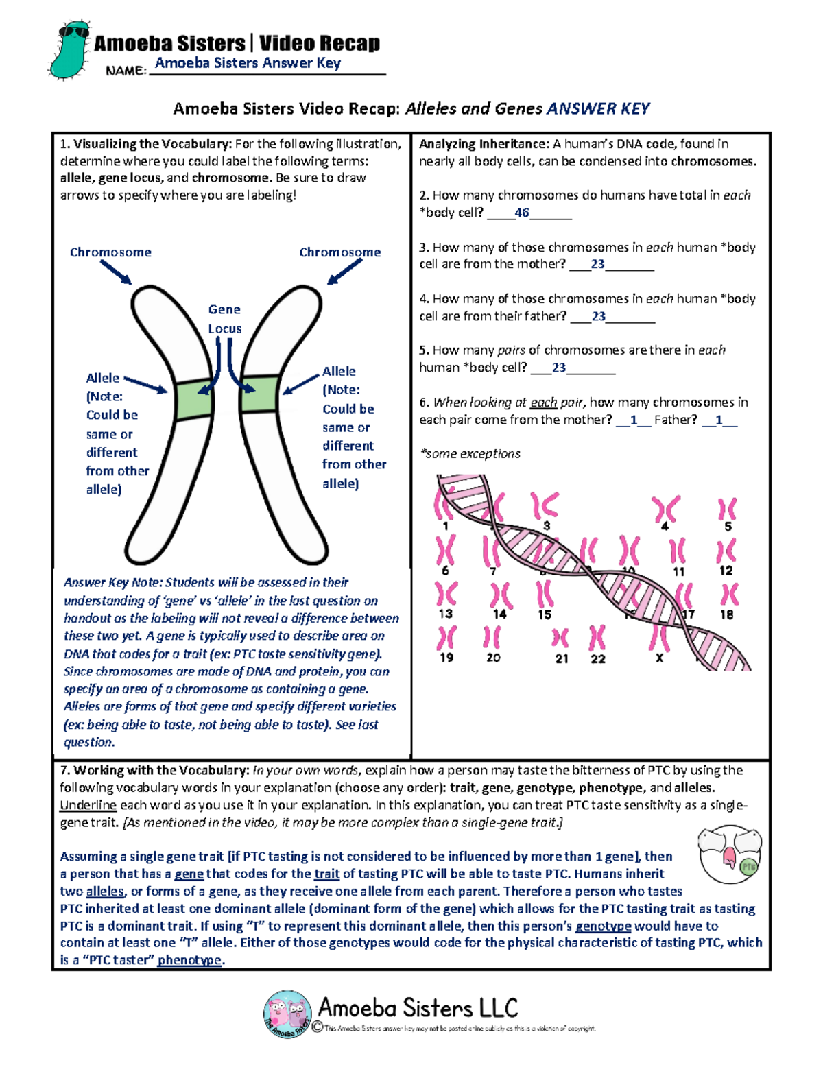 Amoeba Sisters Video Recap Alleles and Genes Answer KEY - Amoeba ...