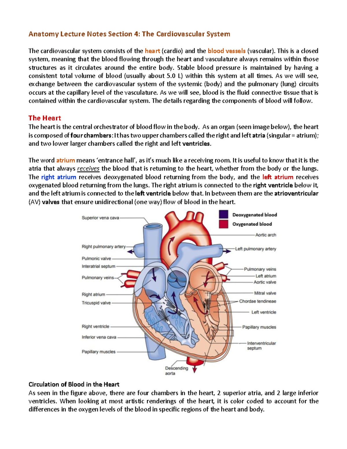 Anatomy Lecture Notes: Cardiovascular System Overview (Course #10 ...
