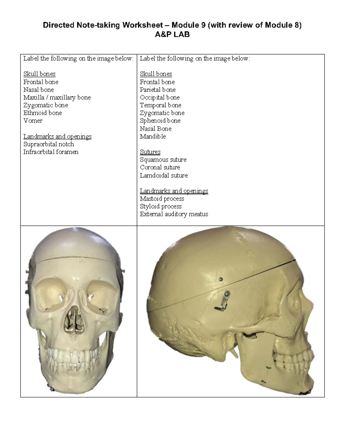 Directed Note Taking for LAB: Skull Anatomy & Landmarks (Module 9 ...